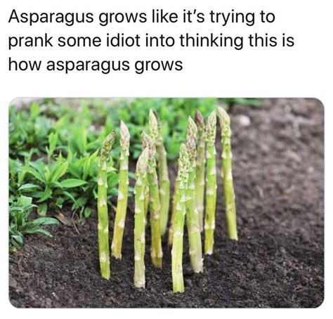 what do you meme ebay|ebay asparagus meme.